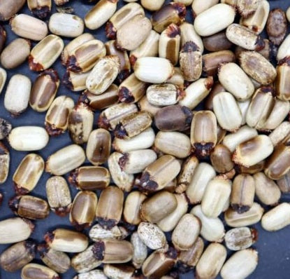 Jatropha ellenbeckii 5 Pieces Seeds