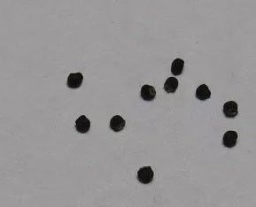 Copiapoa cinerea – mountain form 10 Pieces Seeds