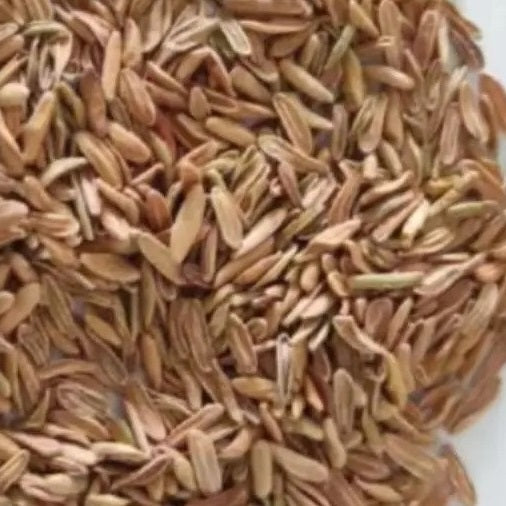 Pachypodium rosulatum var.gracilius 10 Pieces Seeds