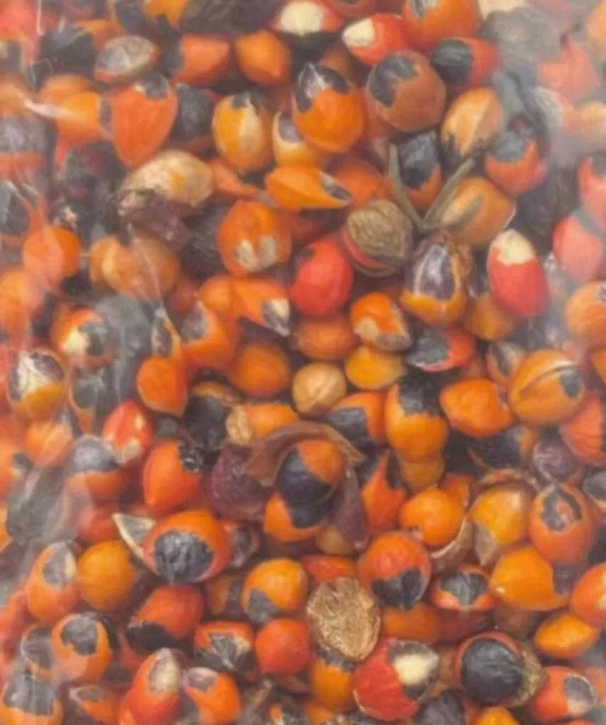 Commiphora gracilifrondosa 10 Pieces Seeds