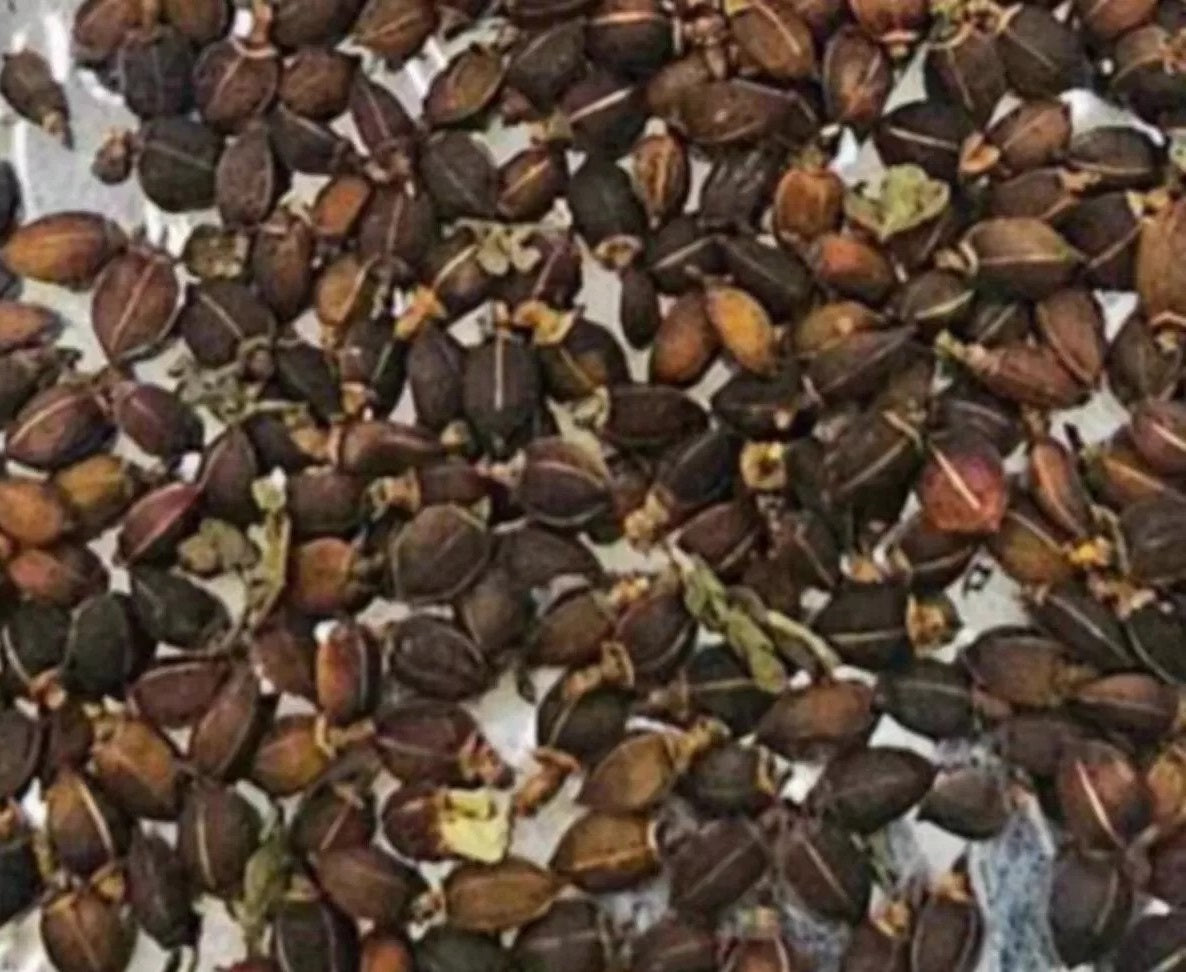 Commiphora sp.eyl somalia 10 Pieces Seeds