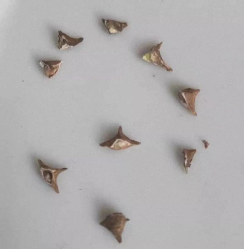 Boswellia neglecta 10 Pieces Seeds