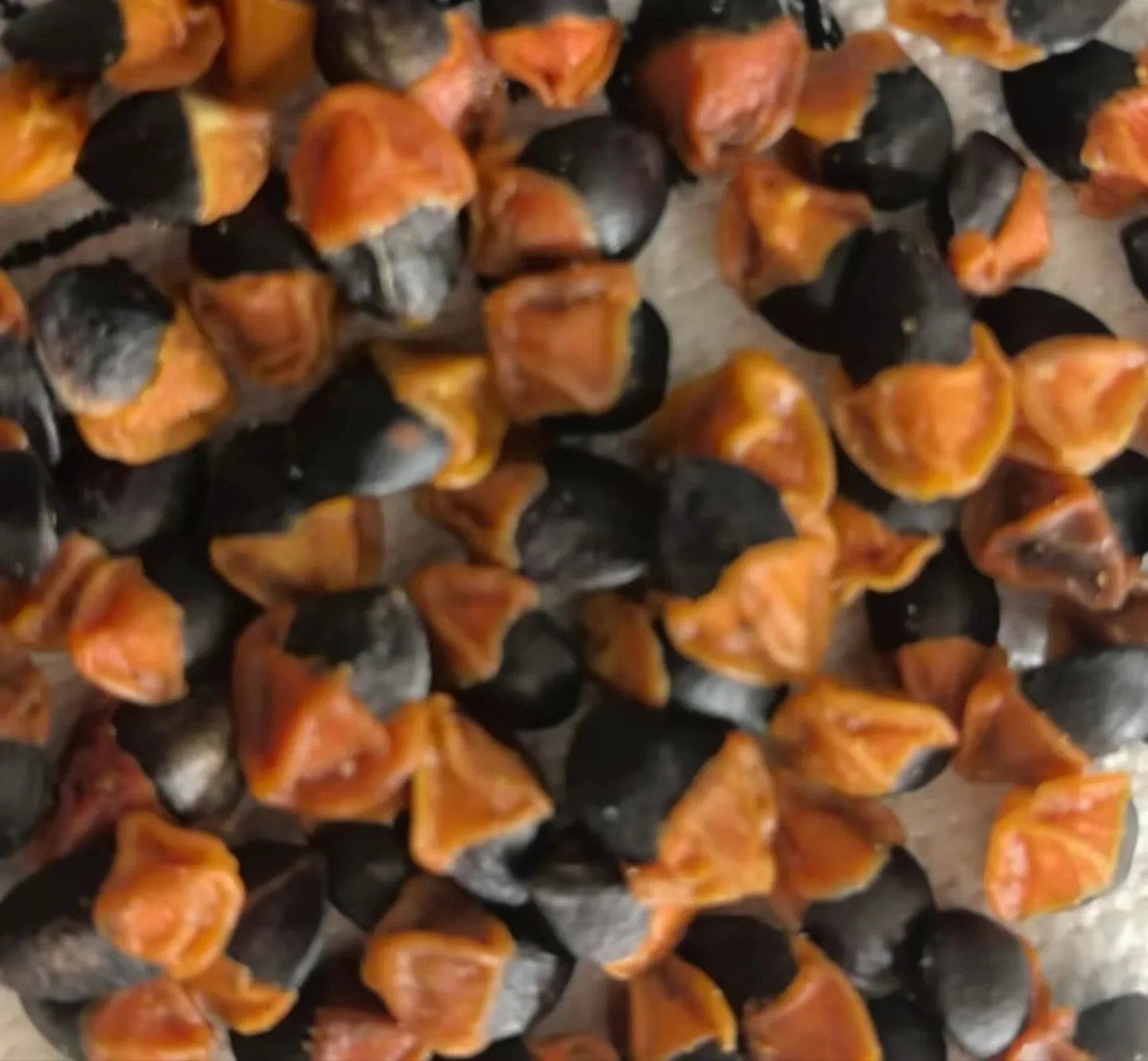 Commiphora humbertii 10 Pieces Seeds