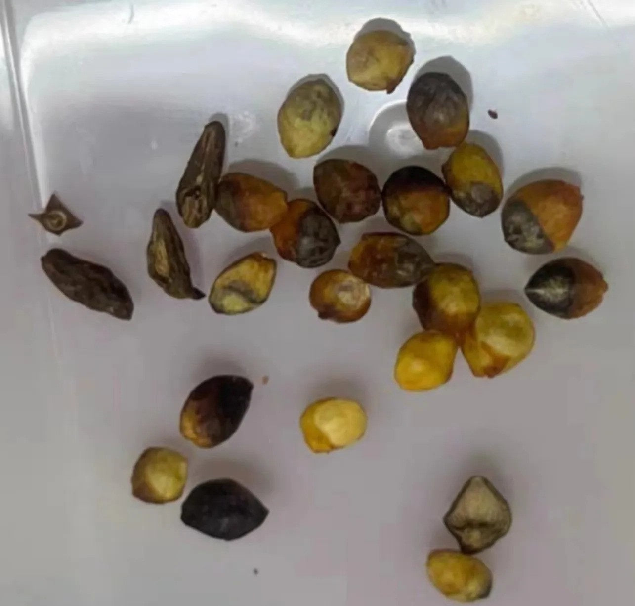 Commiphora monstruosa 10 Pieces Seeds