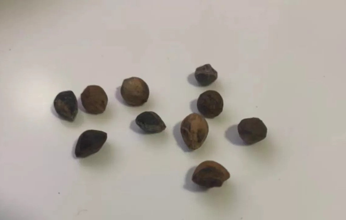 Commiphora neglecta 10 Pieces Seeds