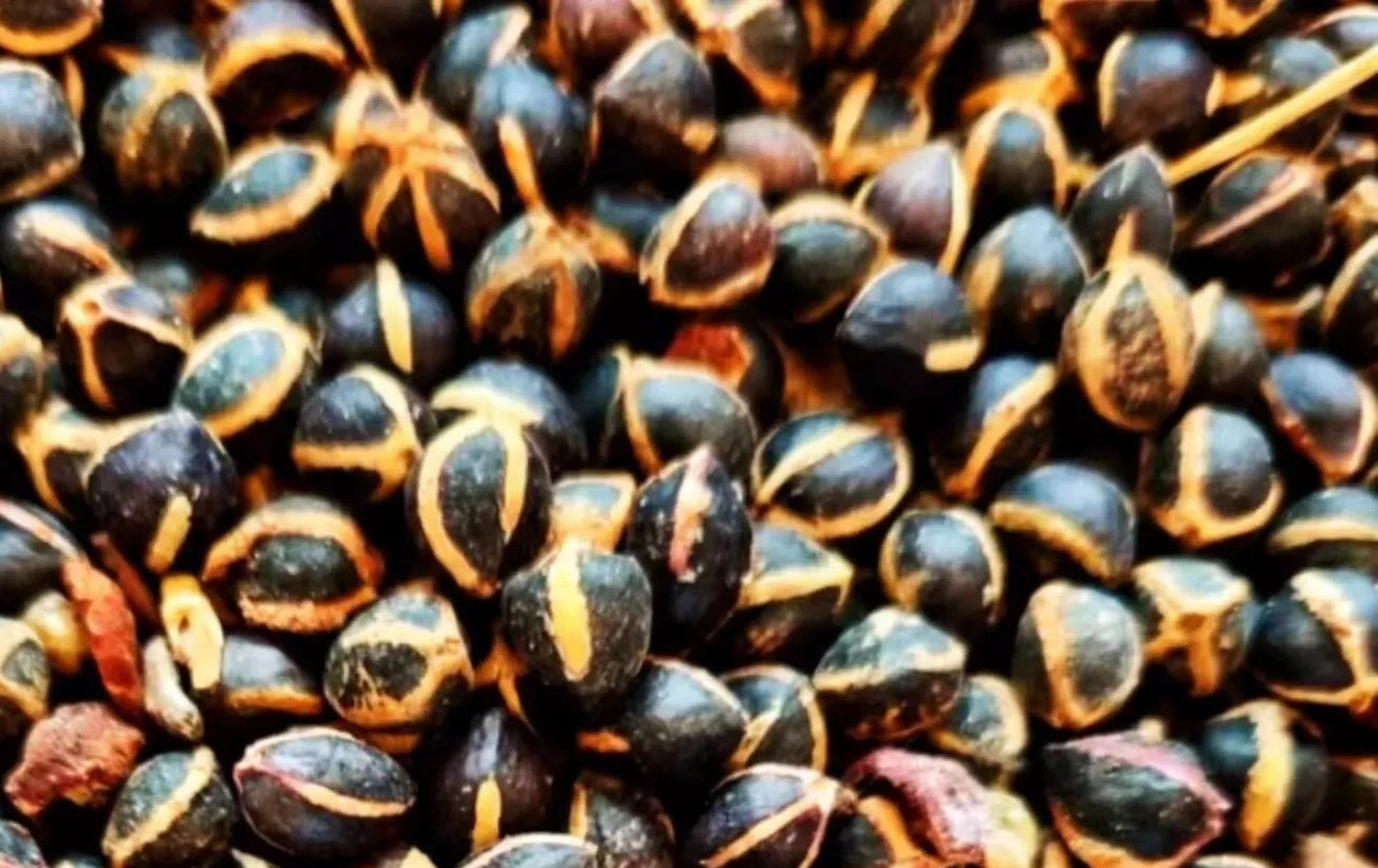 Commiphora mollis 6 Pieces Seeds