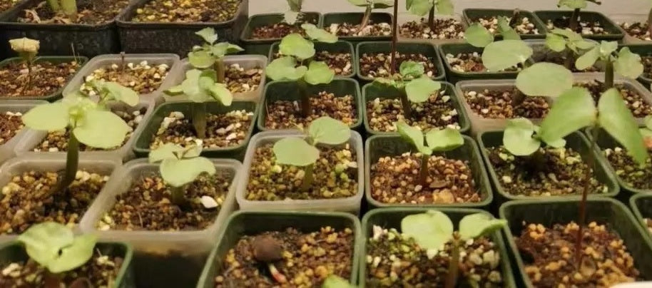 Commiphora Capensis 8 Pieces Seeds