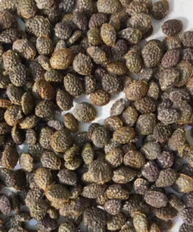 Adenia sp.nova 10 Pieces Seeds