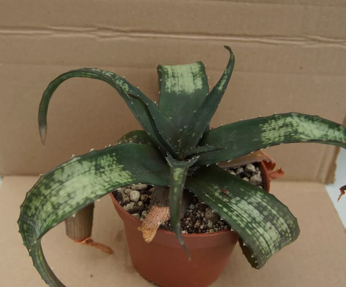 ALOE ANKARANENSIS PLANT