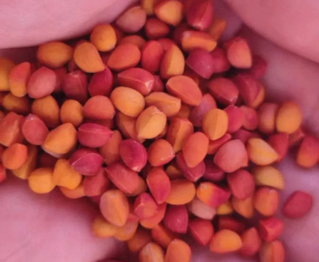 Bursera paradoxa 10 Pieces Seeds