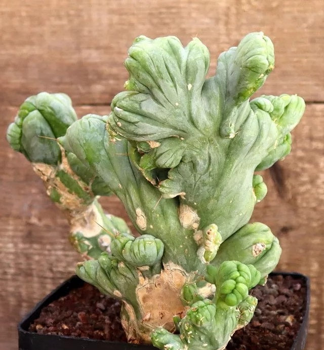 CEREUS BRIDGESII MONSTER CRESTED PLANT