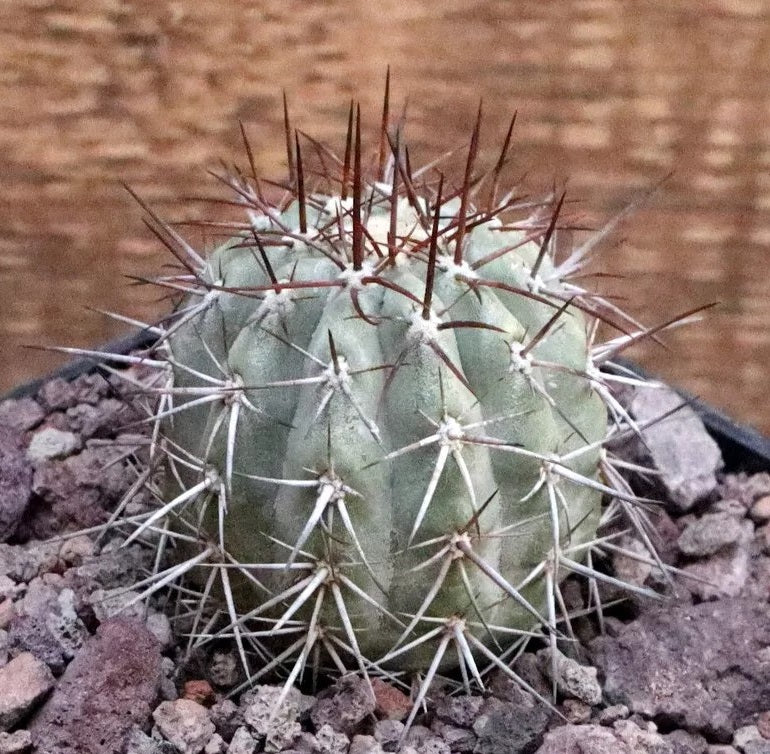 COPIAPOA ATACAMENSIS PLANT