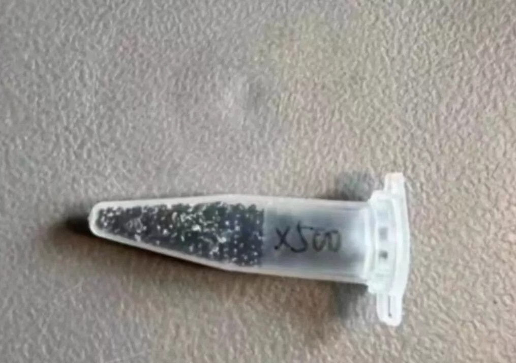 Copiapoa cinerea 10 Pieces Seeds