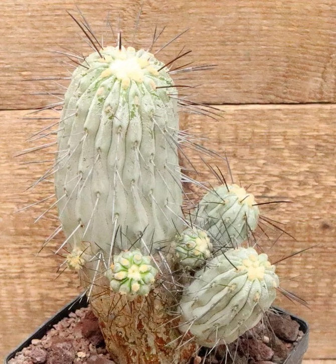 COPIAPOA DEALBATA V CARRIZALENSIS PLANT