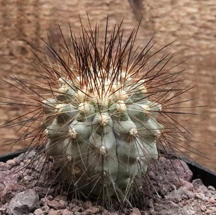 COPIAPOA KRAINZIANA V. SCOPULINA PLANT