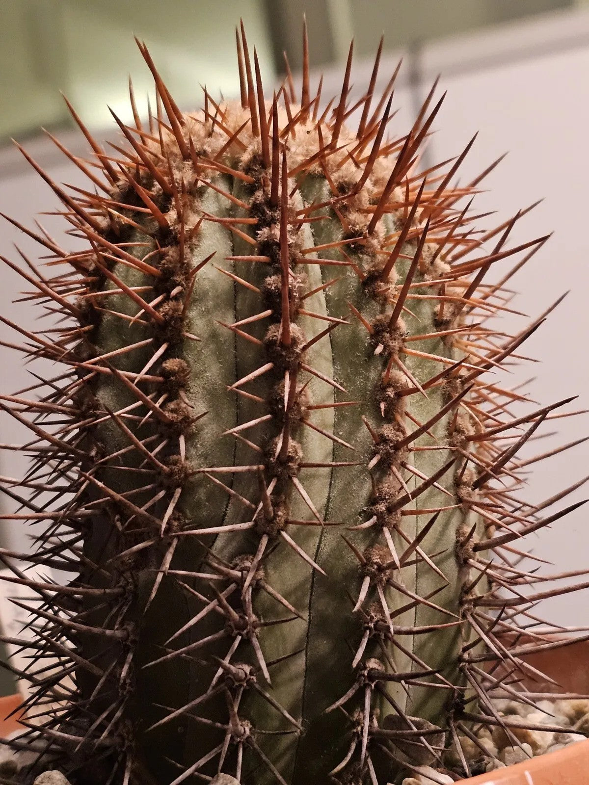 COPIAPOA LEMBCKEI PLANT