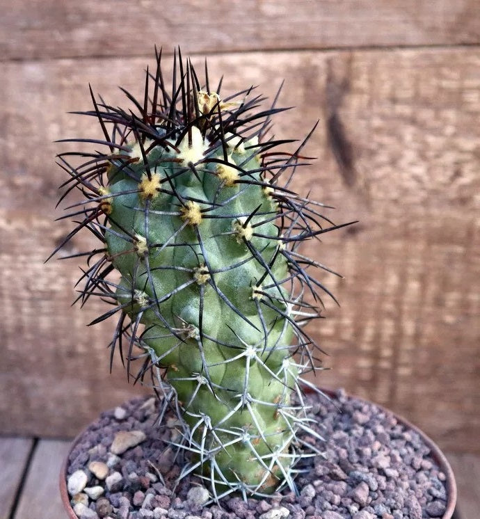 COPIAPOA WAGENKNECHTII PLANT
