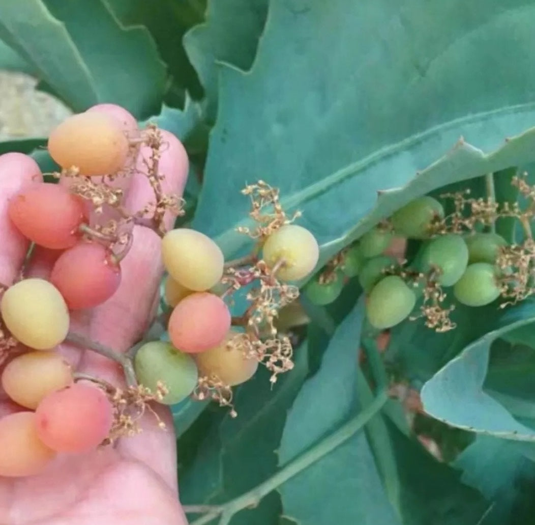 Cyphostemma juttae 10 Pieces Seeds