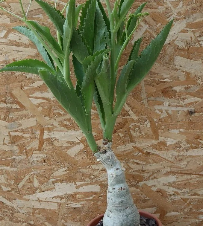CYPHOSTEMMA JUTTAE PLANT