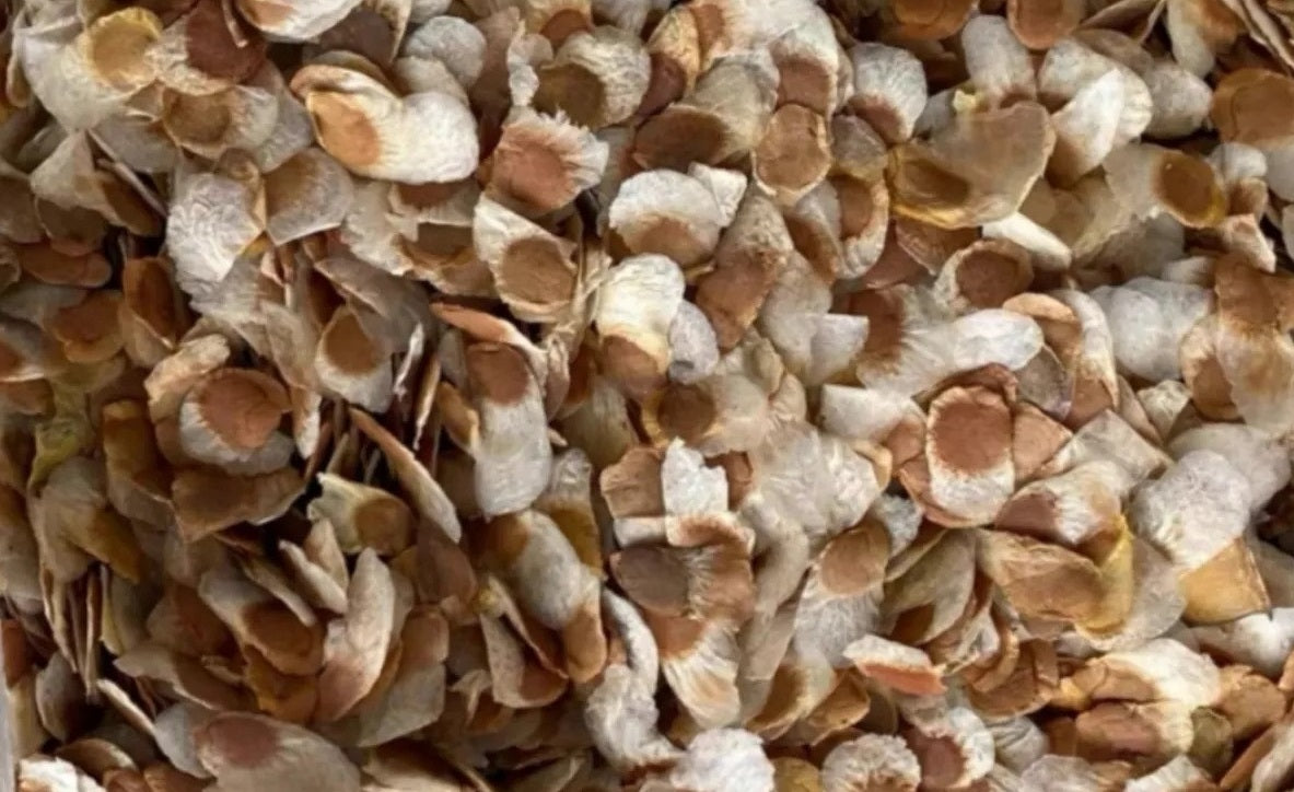 Dioscorea elephantipes ( African Tortoise Plant ) 10 Pieces Seeds