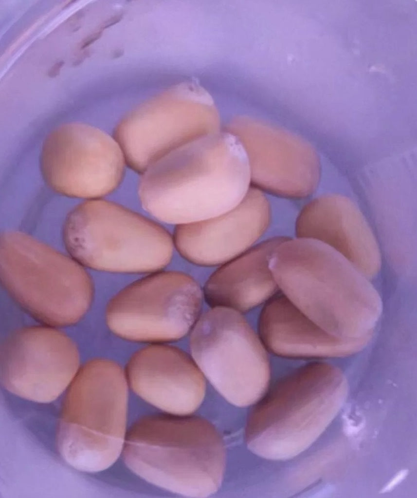 Encephalartos horridus 4 Pieces Seeds