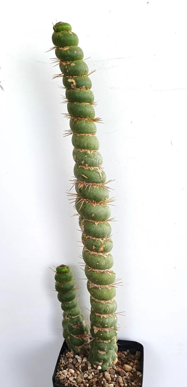 Eulychnia castanea fa. spiralis PLANT