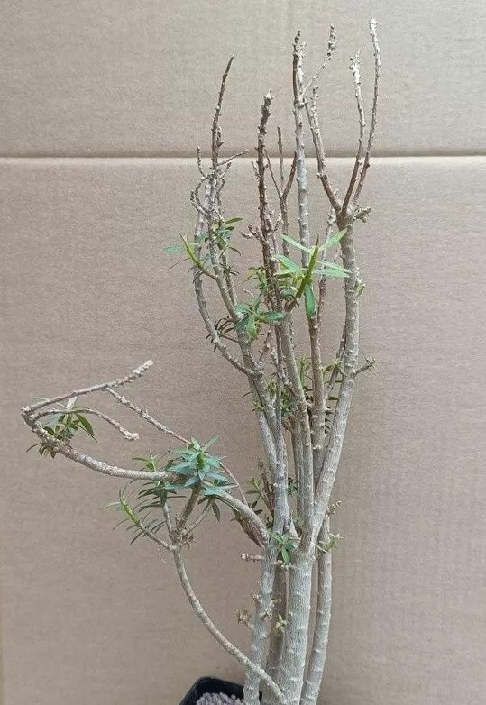 EUPHORBIA BALSAMIFERA PLANT