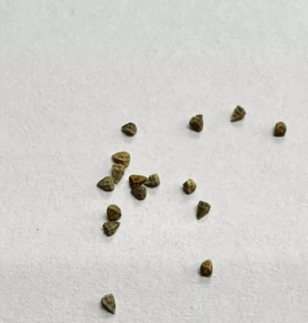 Euphorbia globulicaulis 10 Pieces Seeds