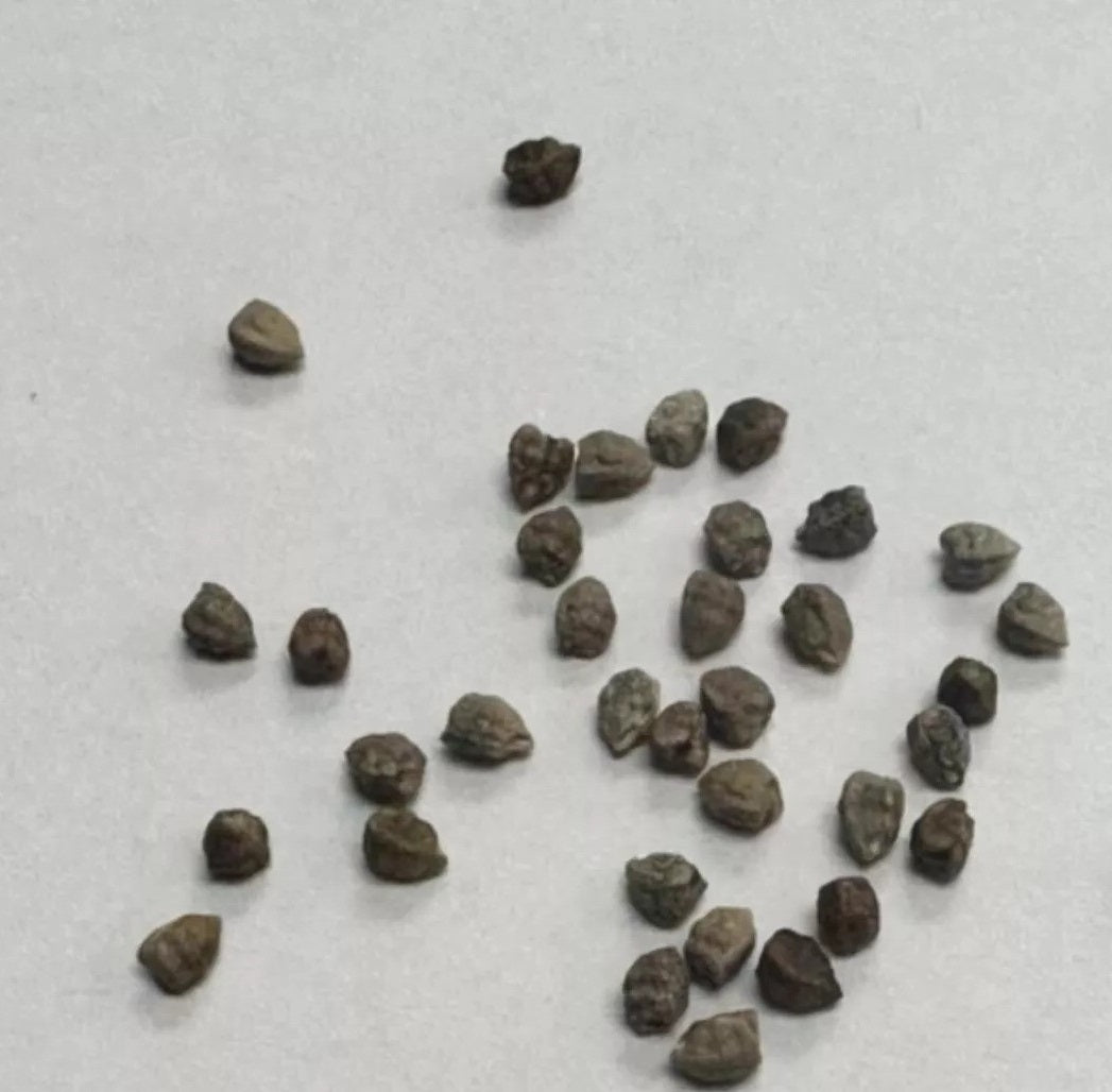 Euphorbia longetuberculose 10 Pieces Seeds