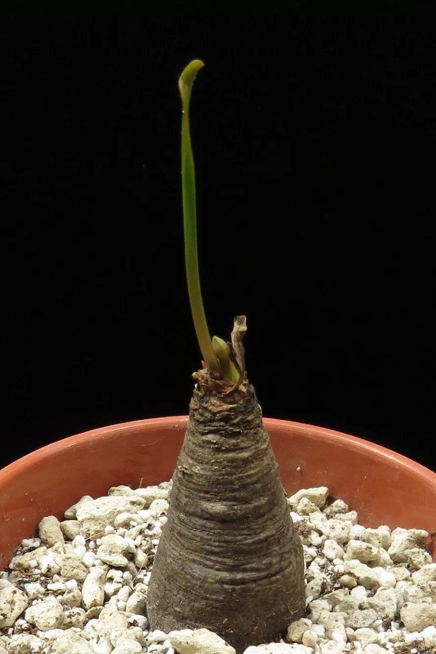 EUPHORBIA SILENIFOLIA PLANT