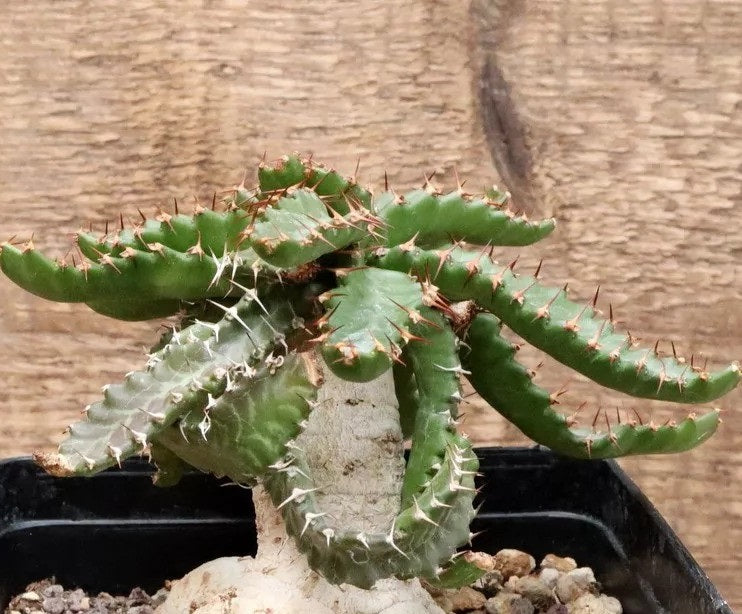 EUPHORBIA STELLATA PLANT