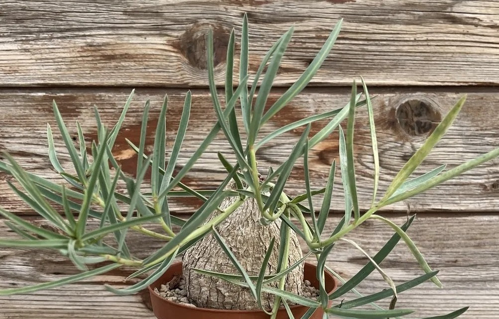 EUPHORBIA TRICHADENIA PLANT