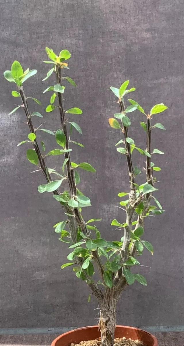 FOUQUIERIA DIGUETII PLANT