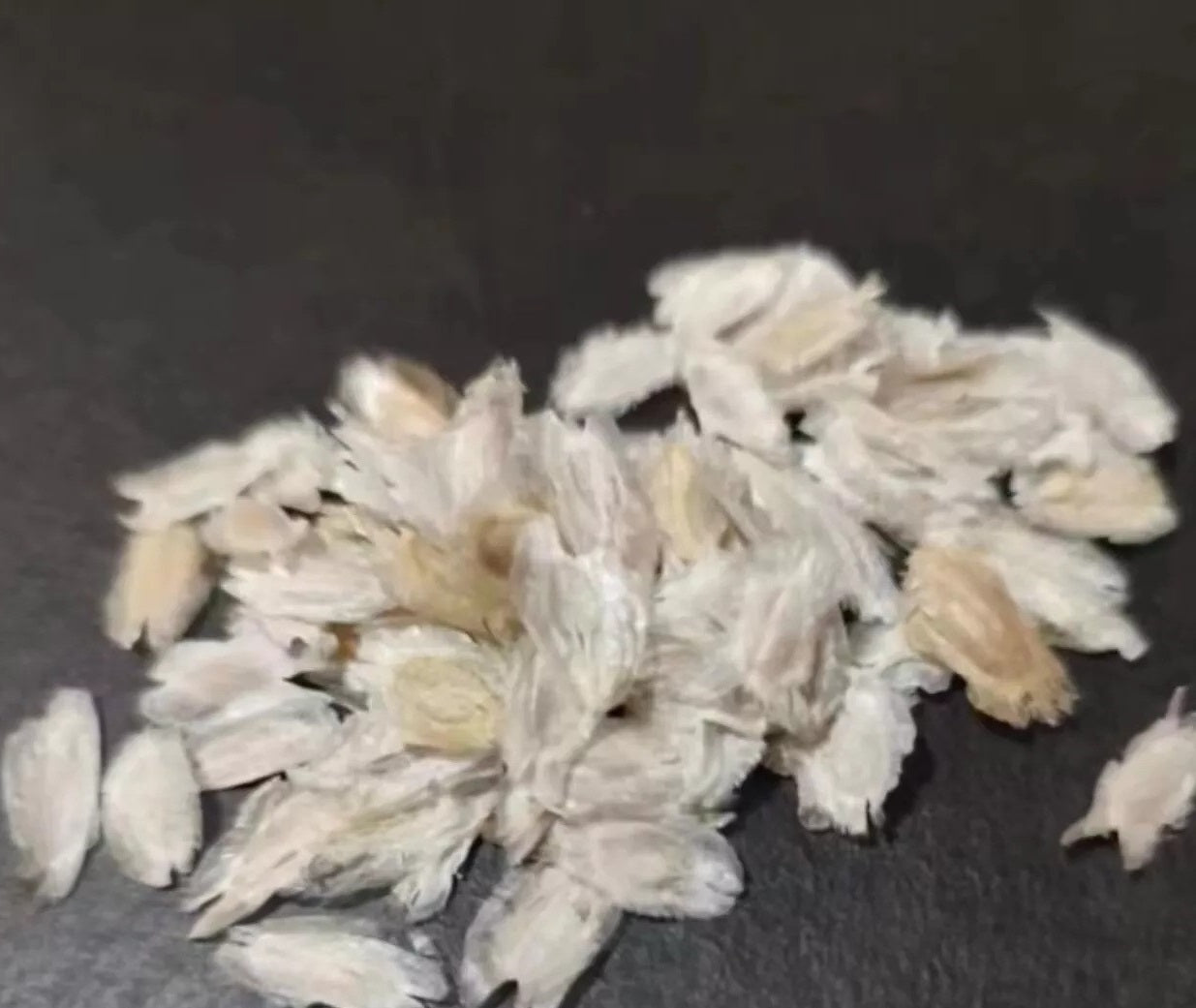 Fouquieria ochoterenae 10 Pieces Seeds