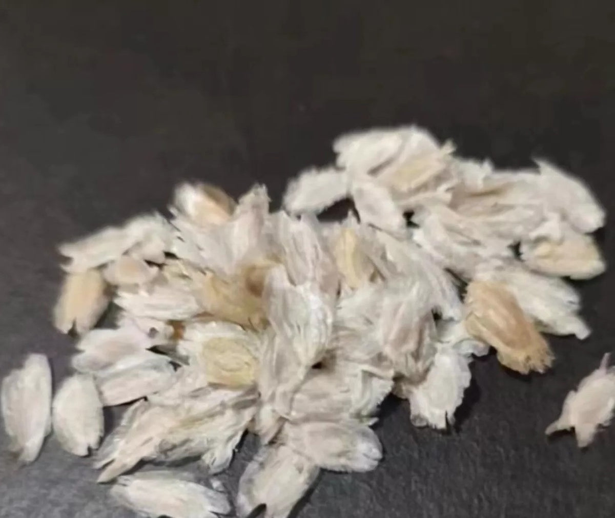 Fouquieria ochoterenae 10 Pieces Seeds