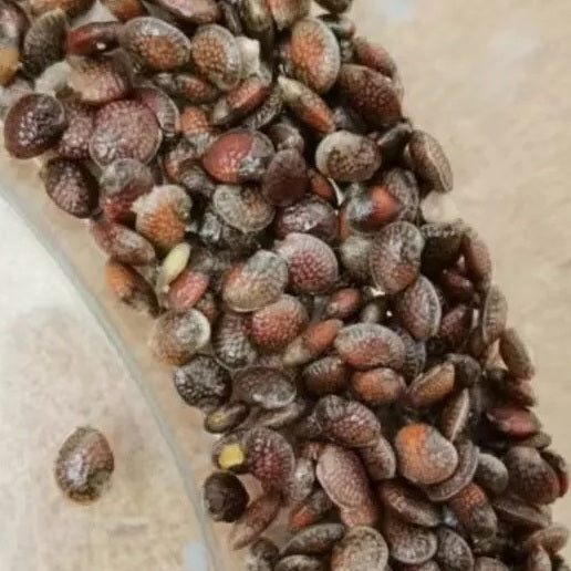 Adenia stylosa 6 Pieces Seeds