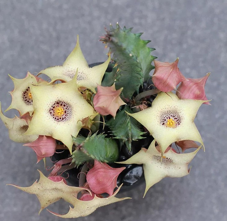 Huernia Blyderiverensis Light 5 Pieces Seeds