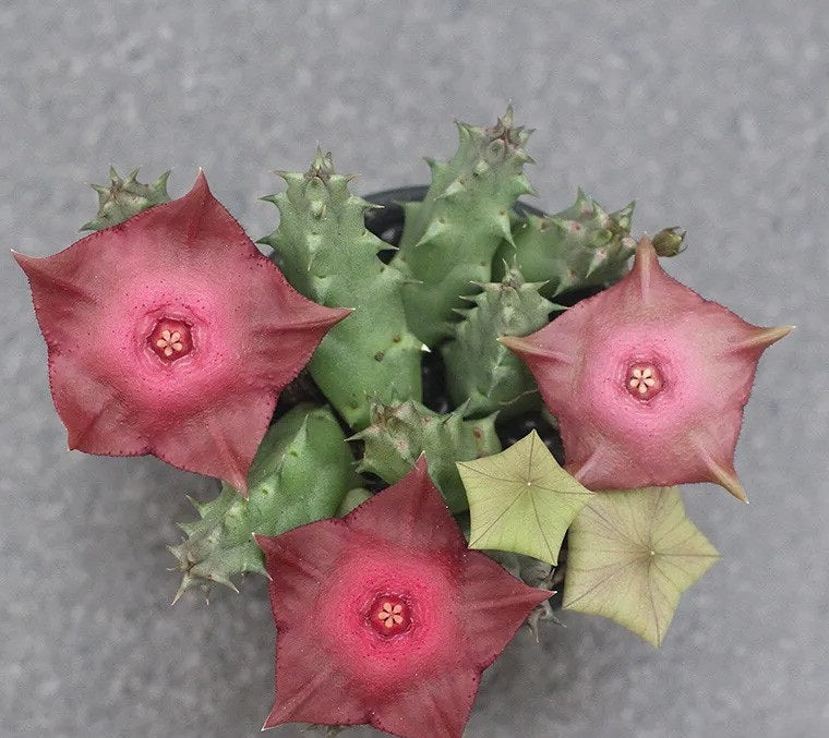 Huernia Raspberry 10 Pieces Seeds