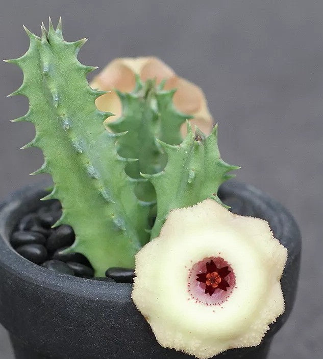 Huernia somalica 10 Pieces Seeds
