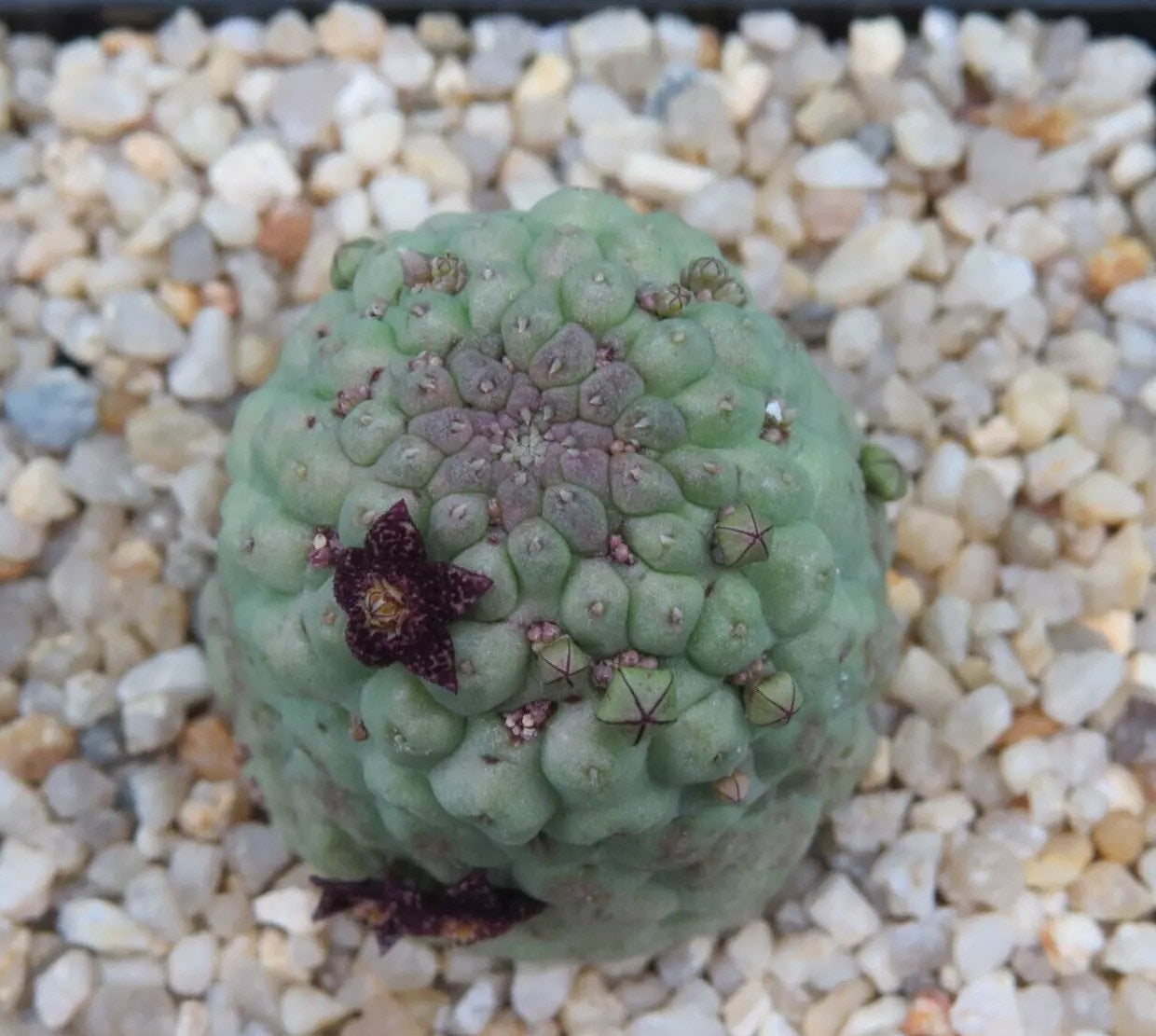 Larryleachia cactiformis PLANT