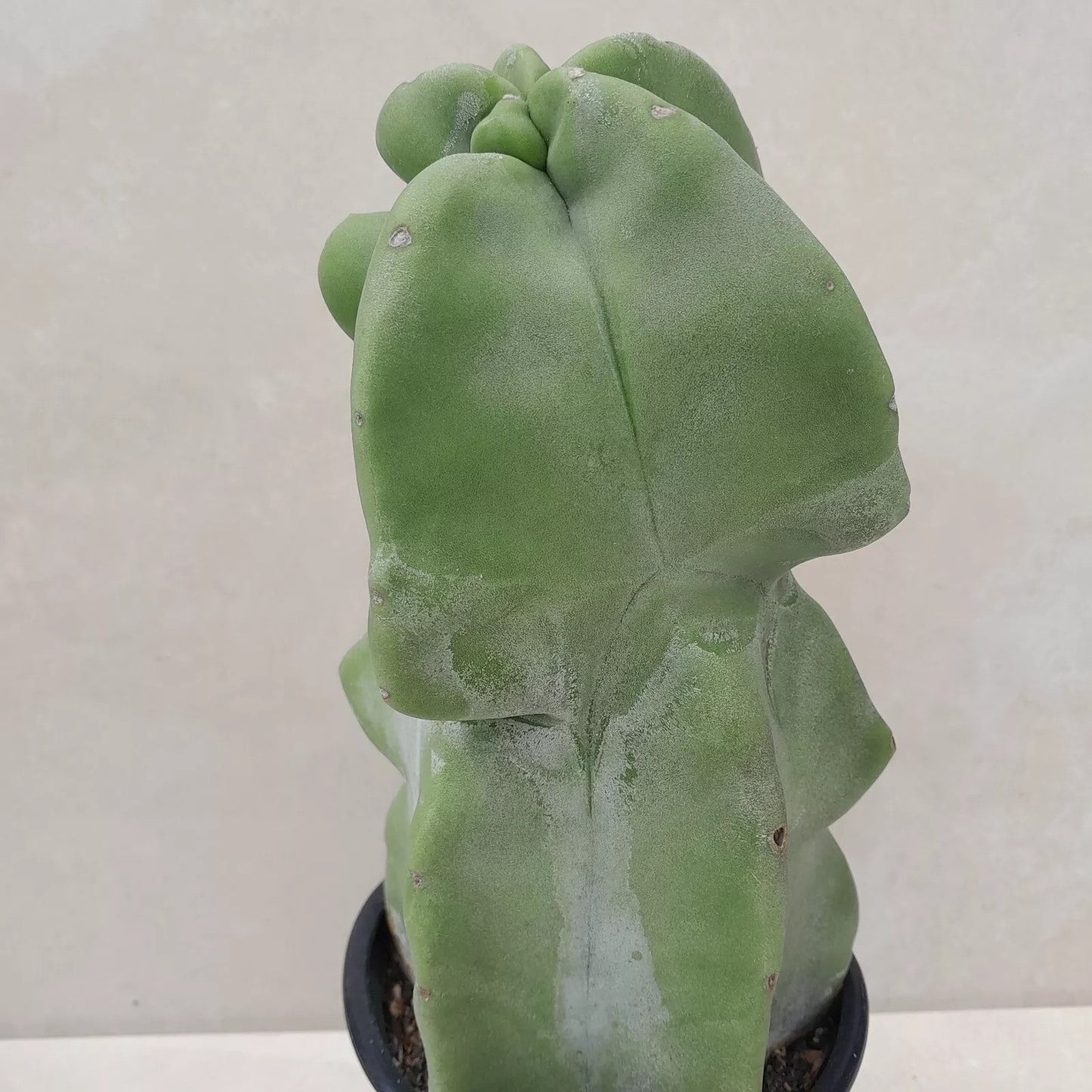 Lophocereus schottii 10 Pieces Seeds