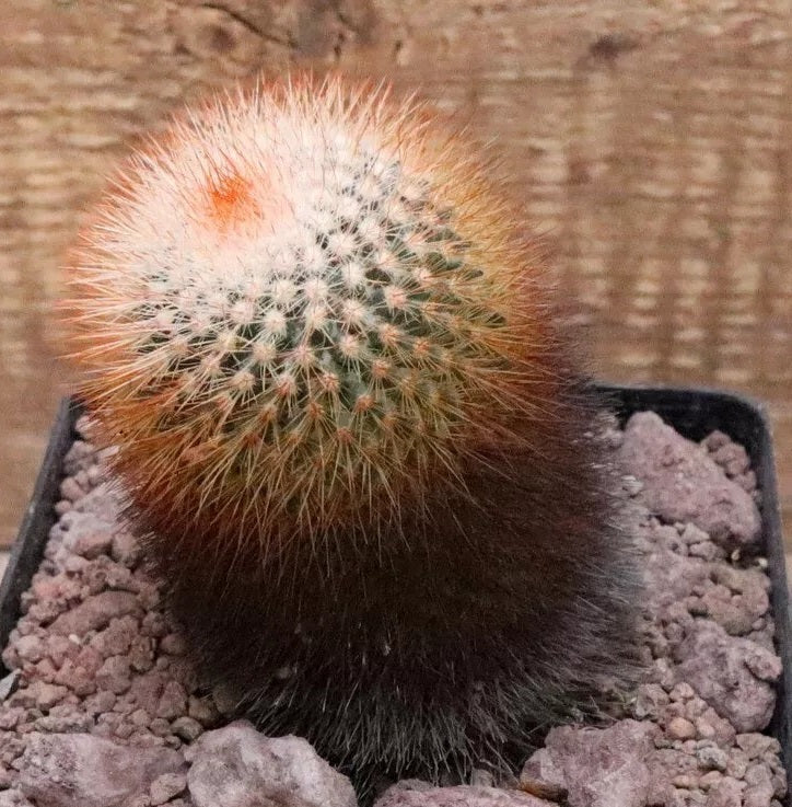 MAMMILLARIA SPINOSISSIMA PLANT