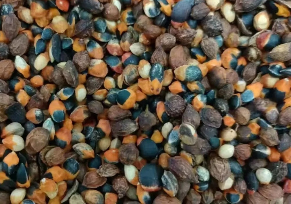 Commiphora Namaensis 6 Pieces Seeds