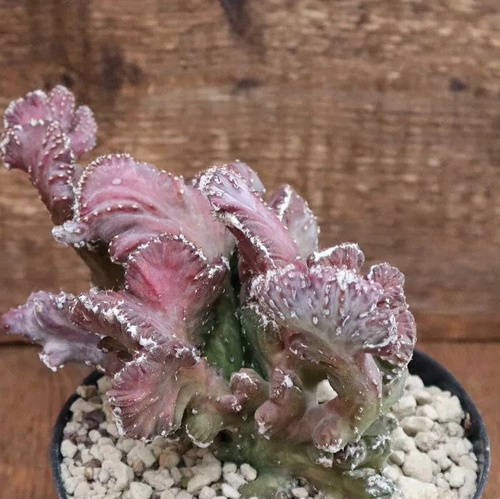 MONVILLEA SPEGAZZINI MONSTER CRESTED PLANT