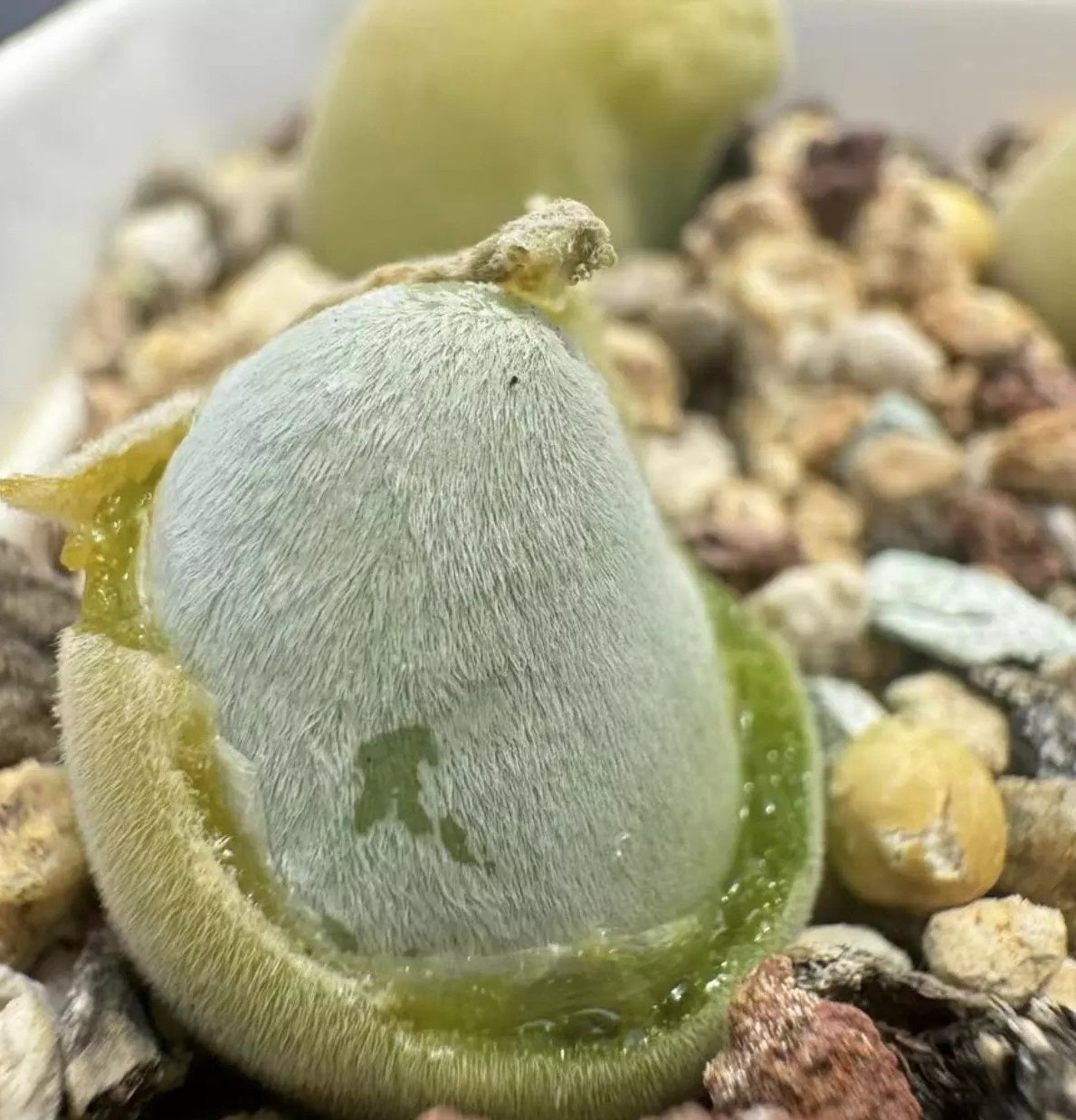 Muiria hortenseae 10 Pieces Seeds