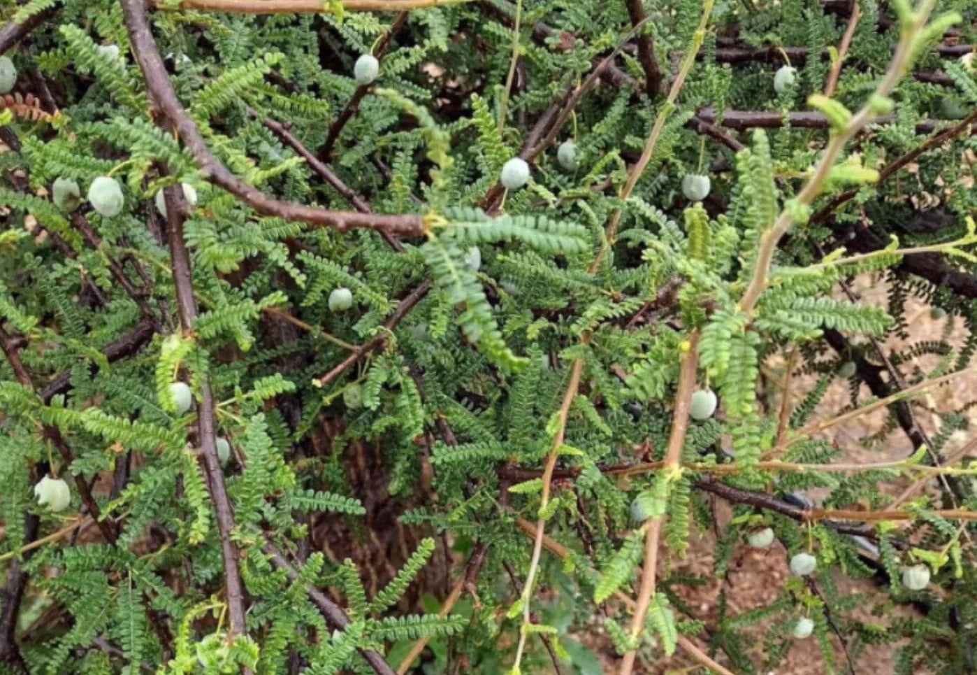 Operculicarya hyphaenoides PLANT