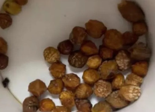 Commiphora schimperi 4 Pieces Seeds