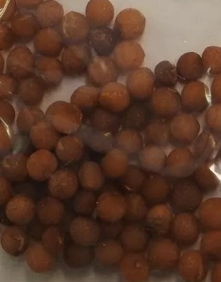 Dracaena cinnabari 10 Pieces Seeds