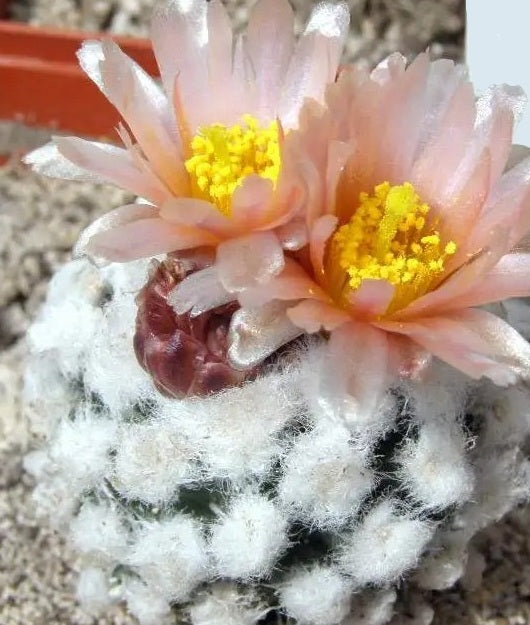 Pediocactus winkleri 10 Pieces Seeds