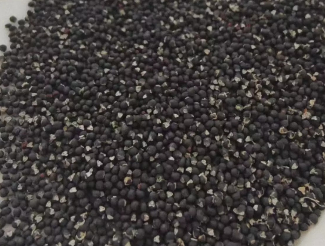 Turbinicarpus booleanus 10 Pieces Seeds